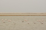 Flamencos en las salinas de Swakopmund