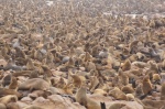 Aglomeración de Focas en Cape Cross, Costa de los Esqueletos