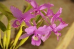 Orchids at the fair in Boquete