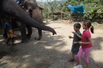 Dando de comer a los Elefantes - Thekkady, Kerala
India, Sur de India, Kerala, Thekkady