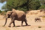 Elefantes del Desierto, cerca de De Riet - Twyfelfontein, Damaraland
Namibia, Twyfelfontein, Damaraland, Elefantes del Desierto, Desert Elephants