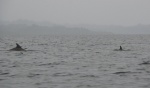 Dolphin and her calf - Dolphin Bay - San Cristobal Island , Bocas del Toro