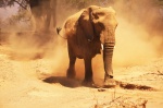 Mama Elefante enfadada en el río Huab -Twyfelfontein, Damaraland