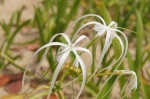 Bonita Flor - Cayo Zapatilla - Bocas del Toro