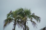 Pájaros en Isla de los Pájaros o Swan Cay - Bocas del Toro