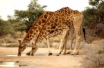 Jirafas bebiendo en la charca de Grunewald - Etosha