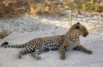 Leopardo en el camino a Halali - Etosha