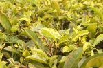 Hojas de Te en una plantación de Munnar, Kerala