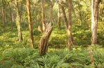 Plantación de Especias -Parakkat Estate Resort- Munnar
India, Sur de India, Kerala, Munnar, Especias