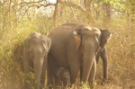 Elefantes Asiaticos salvajes - Parque Nacional de Mudumalai, Tamil Nadu
India, Sur de India, Tamil Nadu, Mudumalai, Elefantes