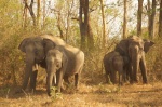 Elefantes en Mudumalai National Park - Tamil Nadu