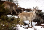 Grupo de jóvenes Cabras Montesas en la Sierra de Madrid