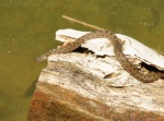 Culebra pescando en la Laguna de Gitana -Lagunas de la Cañada del Hoyo- Cuenca