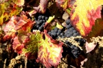 Colores de otoño en las vides de Champaña
Champaña-Ardenas, Champagne-Ardenne, Champaña, Vides