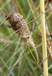 Camaleón - Charca de Suárez - Motril - Granada