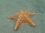 Estrella de Mar - Playa de las Estrellas - Isla Colón - Bocas del toro