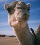 Camello Saharaui
Fotos Antiguas, Campamentos Saharauis, Argelia