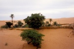 Oasis en medio de las dunas