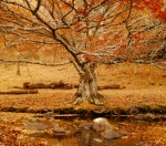 Hayedo de Montejo en Otoño - Sierra de Madrid