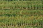 Campos de Arroz en el norte de Laos