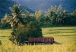 Campos de Arroz
Laos, Arroz