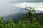 Borneo rain forest - Ranau