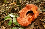 Rafflesia near Ranau - Borneo