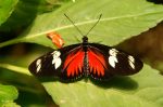 Mariposa Alas rojas y Negras - Volcan Arenal
mariposa