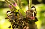 Mariposas de alas transparentes - Greta Oto
Greta Oto, mariposa alas transparentes