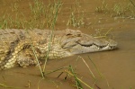 Cocodrilo del Nilo - Lago Chamo