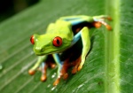 Rana simpatica verde - El Castillo
Costa Rica, Arenal, rana, Parque Nacional Arenal