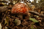 Amanita Muscaria - Venenosa