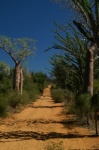 Baobab Ifaty