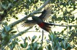 Vuelo del Quetzal