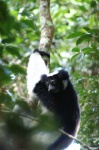 Indri - el lemur gigante