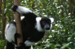 Lemur Ruffed - Andasive Perinet