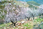 Almendros en Flor en La Alpujarra Granadina
España, Granada, Alpujarra, Almendros, flores