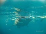 Tiburon Ballena visto de frente, Oslob, Isla de Cebu