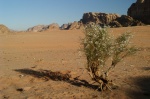 Vegetación del Desierto - Wadi Rum