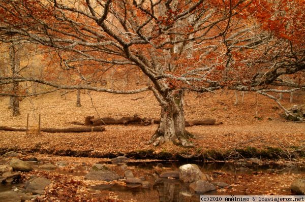 Hayedo de Montejo en Otoño
Hayedo de Montejo vestido con los colores del Otoño
