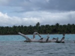 pelicanos en Punta Cana