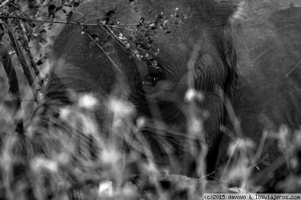 La mirada del elefante
Primer plano de un gran elefante en Kruger NP
