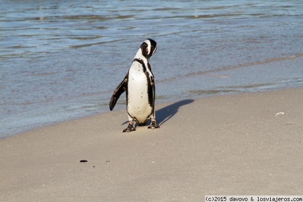 Pingüino en Betty's Bay
Uno de los pingüinos que poblan la colonia de pingüinos sudafricanos en la playa de Betty's Bay
