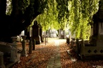 Otoño en el cementerio
Otoño, Colores, Laeken, Bruselas, cementerio, otoñales