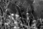 La mirada del elefante
Primer, Kruger, mirada, elefante, plano, gran