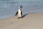 Pingüino en Betty's Bay
Pingüino, Betty, pingüinos, poblan, colonia, sudafricanos, playa