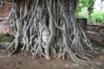 Cabeza de Buda en Wat Maha That