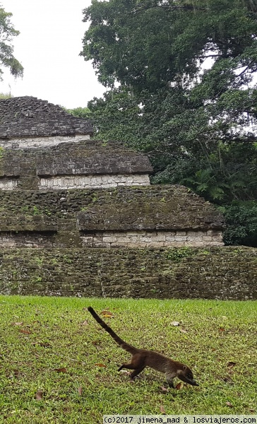 Coatí ante la Gran Pirámide, Tikal (Guatemala)
Coatí, su nombre significa 