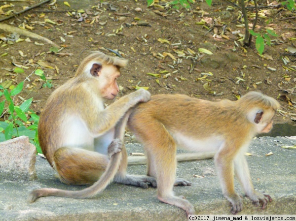Dambulla
Monos jugueteando en la subida al Templo de Dambulla
