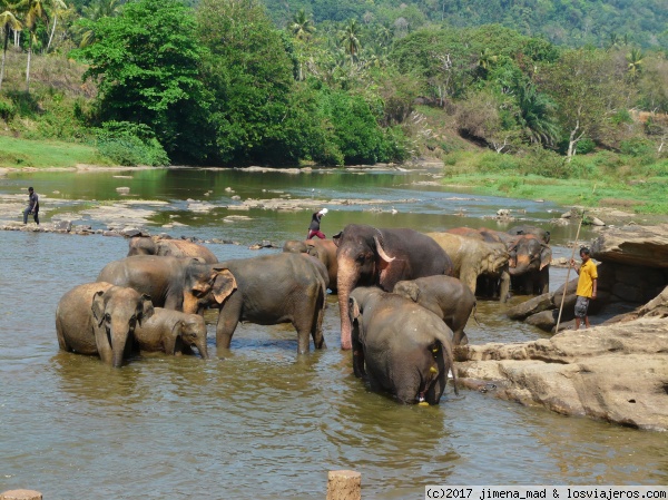 Pinnawala
Los elefantes tomando un baño en el río.

